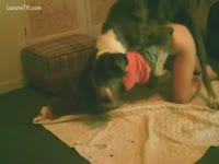 [ Bestiality XXX DVD ] Big mutt pumps his master's cunt